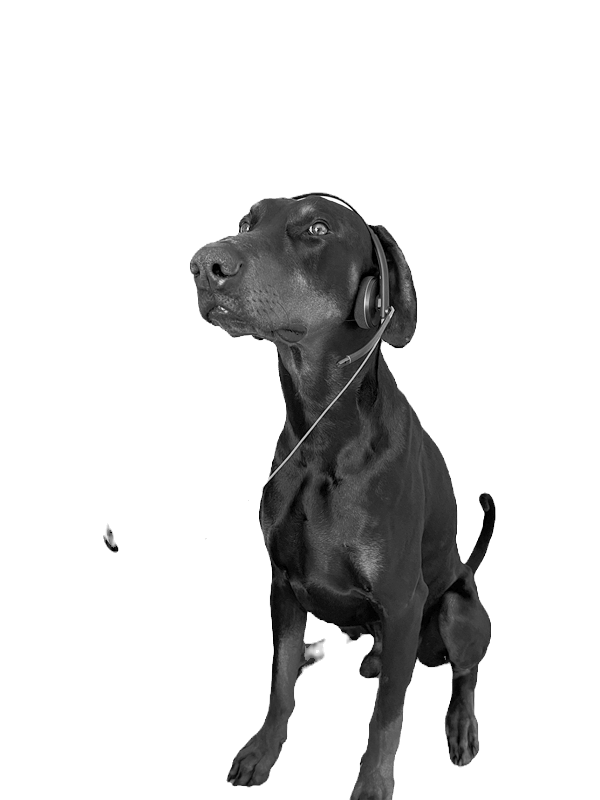 Auri - Office Dog at Elevated Software